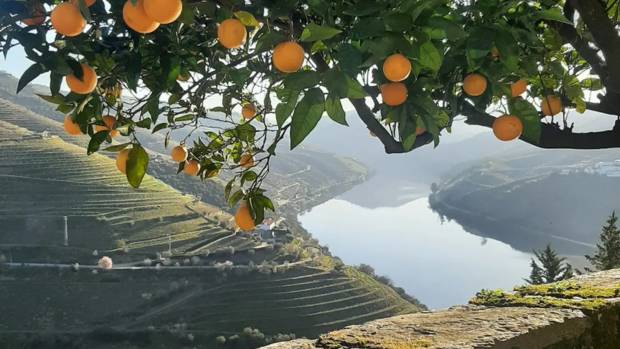 Quinta do Crasto Image 1